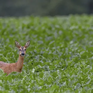 Doe (Capreolus capreolus) in a beet field Doe (Capreolus capreolus) in a beet field
