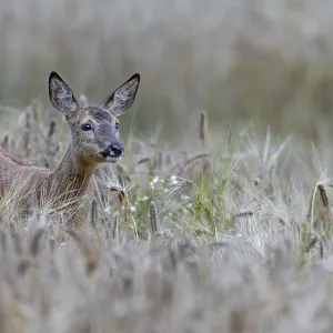 Doe (Capreolus capreolus) standing attentively in a barley field Doe (Capreolus capreolus) standing attentively in a barley field