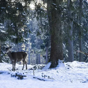 Doe, female red deer, Cervus elaphus Doe, female red deer, Cervus elaphus