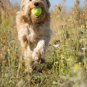 A dog with a ball in its mouth runs across the meadow straight at the viewer A dog with a ball in its mouth runs across the meadow straight at the viewer