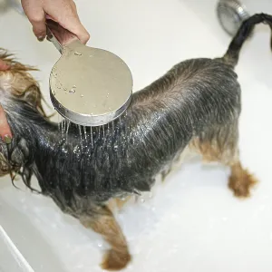 A dog being bathed with a shower head A dog being bathed with a shower head