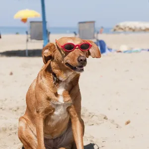 Dog at the beach Dog at the beach