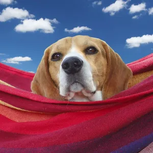 Dog, beagle, on vacation in hammock against blue sky