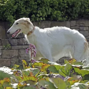 Dog, Borzoi, standing in flowers