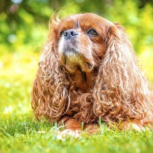 A dog breed Cavalier King Charles Spaniel with impressive coat in natural environment A dog breed Cavalier King Charles Spaniel with impressive coat in natural environment