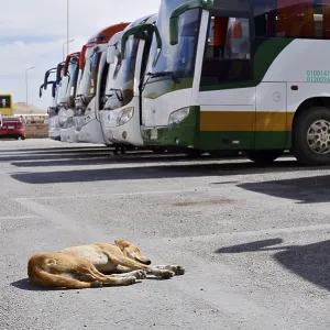 Dog and buses at the car park of Hatshepsut Temple