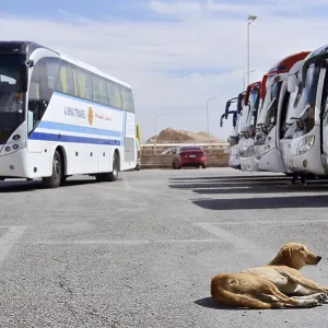 Dog and buses at the car park of Hatshepsut Temple