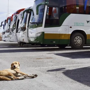 Dog and buses at the car park of Hatshepsut Temple