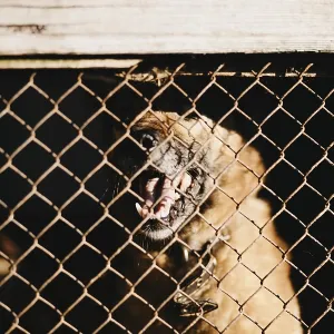 A dog behind a cage showing its teeth A dog behind a cage showing its teeth