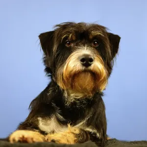 A dog with calm facial expression in front of a blue wall
