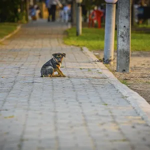 Dog (Canis), Bacco Beach, Restaurant