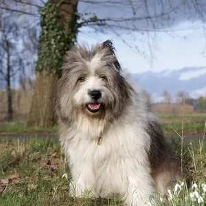 Dog (Canis lupus familaris), Pet
