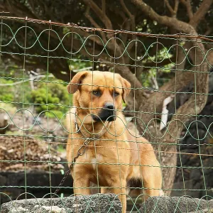 A dog on a chain guards the territory