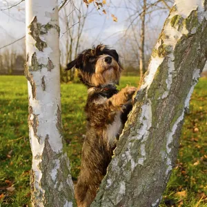 A dog climbs birches in the park
