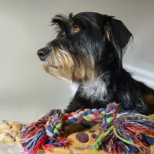 Dog with colored rope toy on a blanket