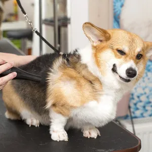 Dog Corgi Drying Pet Grooming and hairstyle Concept Dog Corgi Drying Pet Grooming and hairstyle Concept