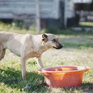 A dog curiously approaches a red basin in a sunny yard A dog curiously approaches a red basin in a sunny yard