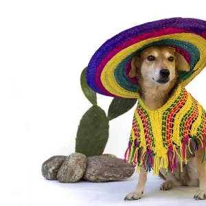 Dog dressed in a large Mexican hat and poncho Dog dressed in a large Mexican hat and poncho