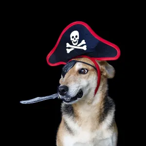 Dog dressed as a pirate with patch hat holding a knife with his mouth Dog dressed as a pirate with patch hat holding a knife with his mouth