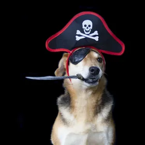 Dog dressed as a pirate with patch hat holding a knife with his mouth Dog dressed as a pirate with patch hat holding a knife with his mouth