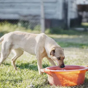 A dog drinks from a red basin while another looks on in a yard