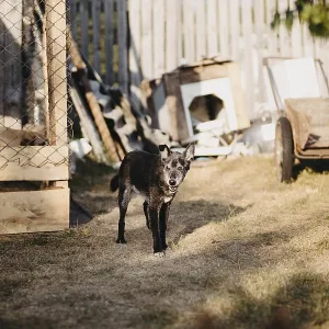 A dog explores a backyard area A dog explores a backyard area