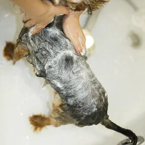 A dog getting bathed with shampoo A dog getting bathed with shampoo
