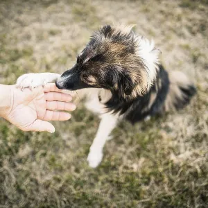 A dog on grass touching a human hand in a friendly manner A dog on grass touching a human hand in a friendly manner
