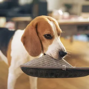 Dog holding a slipper in mouth Dog holding a slipper in mouth