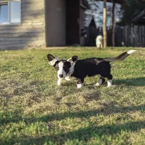 Dog holds a ball in its mouth in a grassy yard