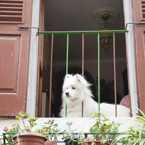 Dog on Italian balcony Dog on Italian balcony