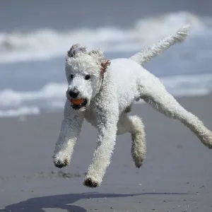 Dog, King Poodle, flying in the air on the beach with a ball in his mouth