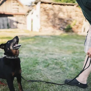 Dog on a leash looking playfully at its owner on grass Dog on a leash looking playfully at its owner on grass