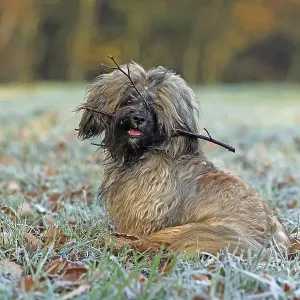 Dog, Lhasa Apso Dog, Lhasa Apso