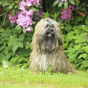 Dog, Lhasa Apso, sitting, Arnsberg Dog, Lhasa Apso, sitting, Arnsberg