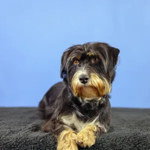 A dog lies attentively on a black blanket