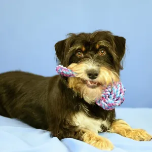 A dog lies on a blue background and holds a colorful toy in its mouth