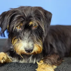 The dog lies relaxed in front of a blue wall and looks attentively