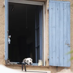 Dog looking tiredly out of window