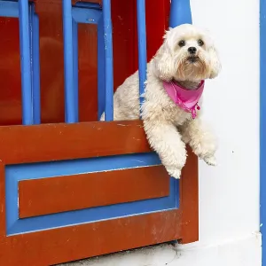 Dog looking out of the window, colourful Paisa-style houses