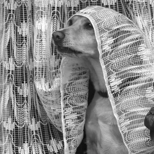 Dog looking out of the window under a curtain