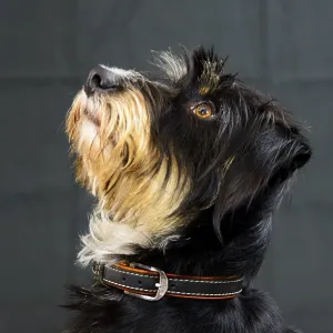 A dog looks up against a dark background