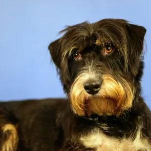 A dog looks expectantly at the camera in front of a blue wall