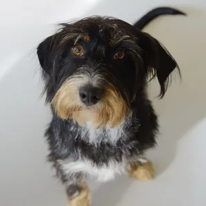A dog looks up against a light background
