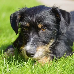 A dog looks at the picture with a relaxed look while lying in the grass