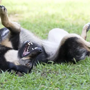 Dog lying on the grass