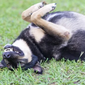 Dog lying on the grass