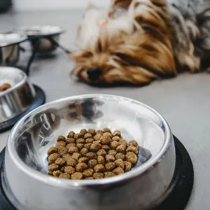 A dog lying near a bowl filled with dry food A dog lying near a bowl filled with dry food