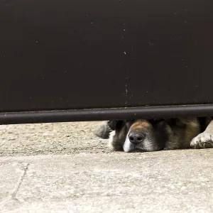 Dog lying under a partially open gate with its head peeking through Dog lying under a partially open gate with its head peeking through