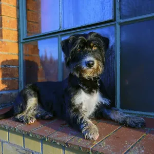A dog is lying relaxed on a brick window sill in sunlight